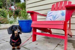 Pet Friendly Accommodation in Australia 3 A dachshund standing by a red Adirondack chair