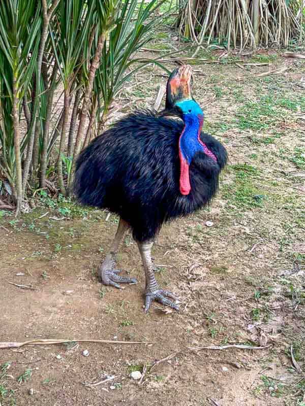 Which Mandai Wildlife Park Should You Visit? I Tried All Five 15 A cassowary with a bright blue and red head and black body stands on dirt near green plants.