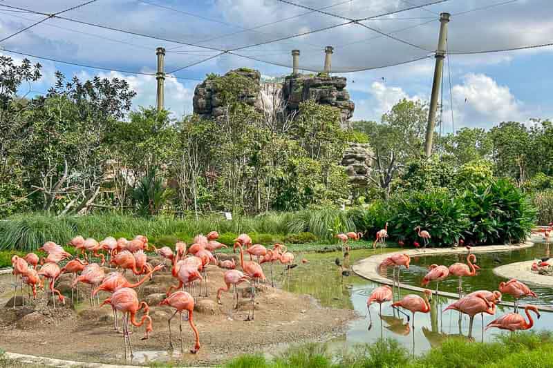 A group of flamingos stands and feeds in a shallow pond surrounded by greenery at an outdoor zoo or wildlife park.