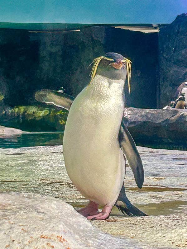 Which Mandai Wildlife Park Should You Visit? I Tried All Five 14 A rockhopper penguin stands upright on a rocky surface with its flippers slightly extended.