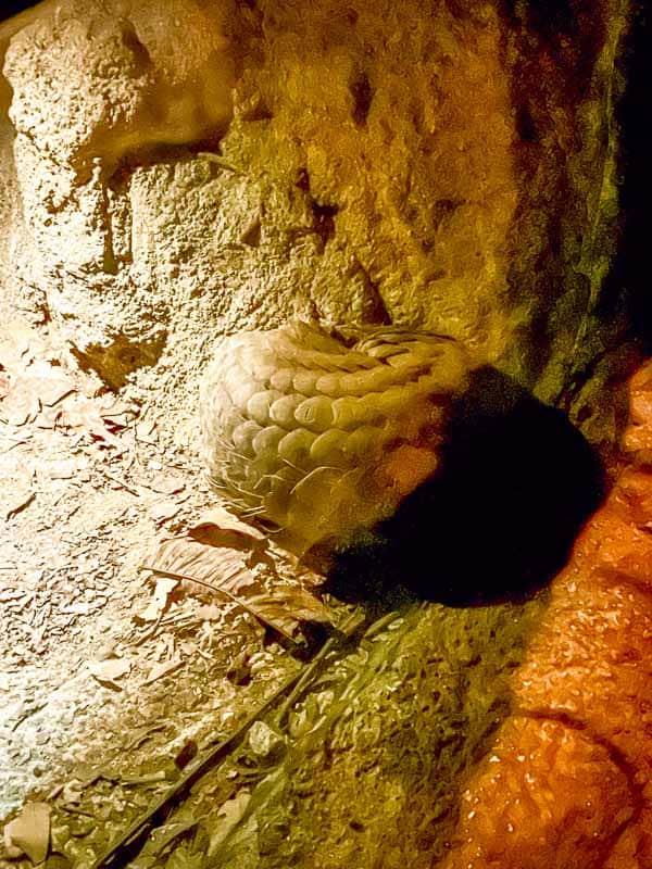 Which Mandai Wildlife Park Should You Visit? I Tried All Five 38 A pangolin curled up on a rocky, dirt-covered ground, partially illuminated by warm lighting.