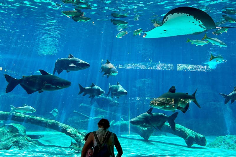 Which Mandai Wildlife Park Should You Visit? I Tried All Five 23 Person observing large fish and a stingray swimming in a clear aquarium tank with logs and rocks at the bottom.