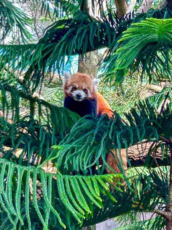 Which Mandai Wildlife Park Should You Visit? I Tried All Five 20 A red panda sits among green branches in a tree, partially hidden by foliage.