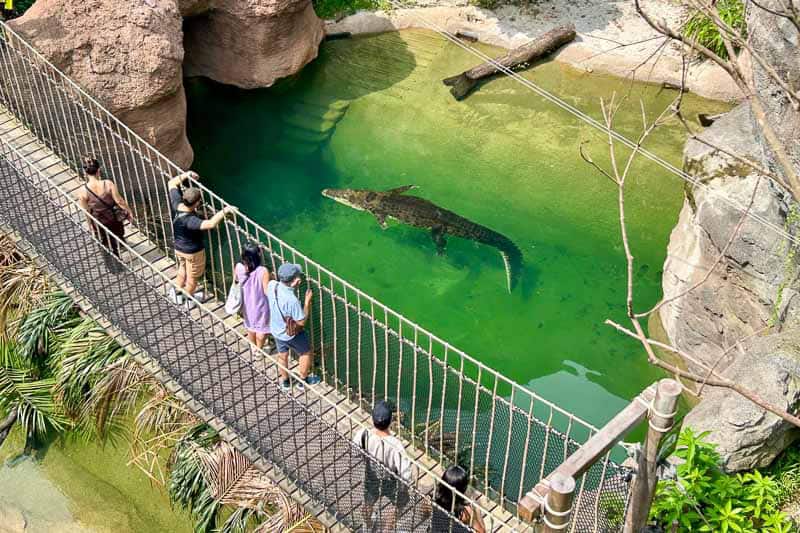 Which Mandai Wildlife Park Should You Visit? I Tried All Five 34 People stand on a suspension bridge above a green water enclosure with a large crocodile swimming below.