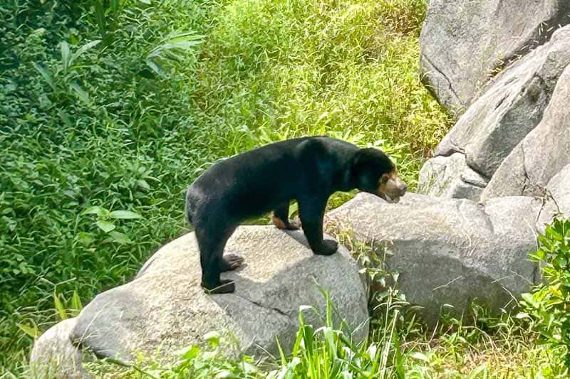 Which Mandai Wildlife Park Should You Visit? I Tried All Five 32 A sun bear stands on a large rock surrounded by green grass and plants, with more rocks in the background.