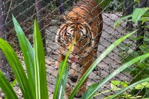 Which Mandai Wildlife Park Should You Visit? I Tried All Five 37 A tiger walks behind a chain-link fence in an outdoor enclosure, partially obscured by green plants in the foreground.