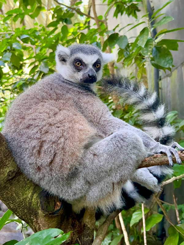 Which Mandai Wildlife Park Should You Visit? I Tried All Five 10 A ring-tailed lemur sits on a tree branch surrounded by green leaves, looking over its shoulder with its tail curled behind it.