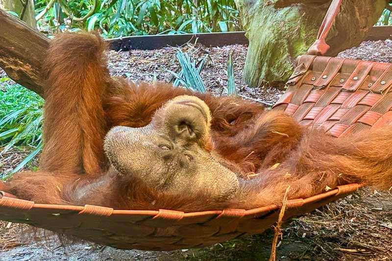 Which Mandai Wildlife Park Should You Visit? I Tried All Five 7 An orangutan lies on its back in a woven hammock, relaxing with its arms resting beside its head in an outdoor enclosure.