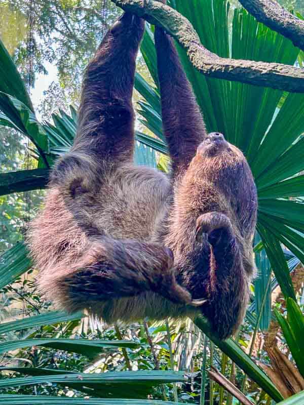 Which Mandai Wildlife Park Should You Visit? I Tried All Five 9 A sloth hangs upside down from a tree branch amid lush green leaves in a forested area.