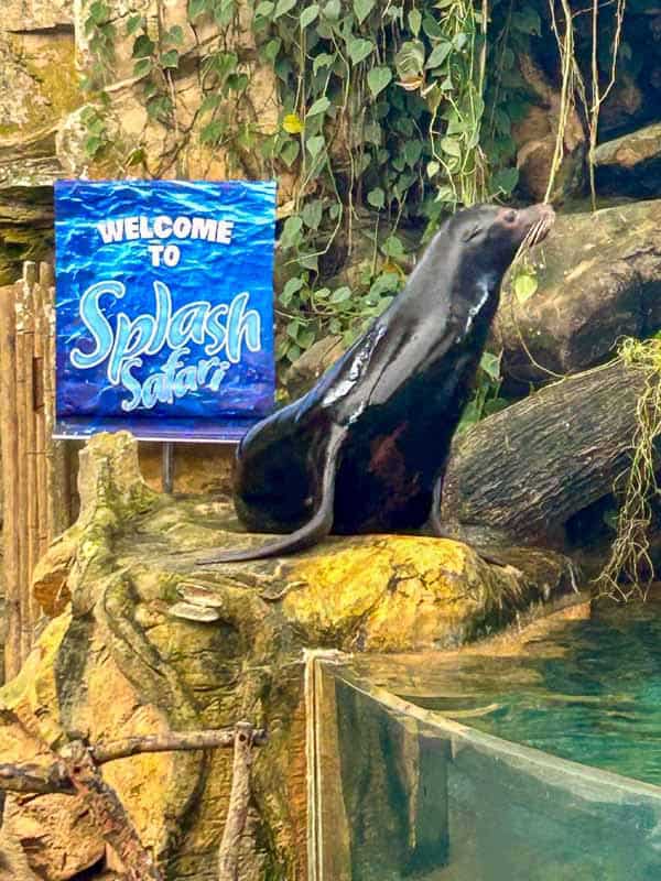 Which Mandai Wildlife Park Should You Visit? I Tried All Five 8 A sea lion sits on a rock next to a sign that reads "Welcome to Splash Safari" at an aquarium exhibit.