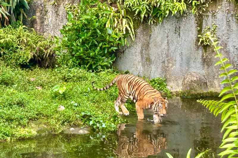 A tiger stands at the edge of a pond surrounded by dense greenery and ferns, with its reflection visible in the water.