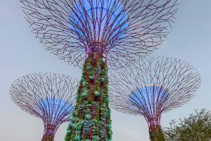Things to Know Before Going to Singapore 35 Three illuminated Supertree structures with plants growing on them at Gardens by the Bay in Singapore, photographed from below against a clear sky.