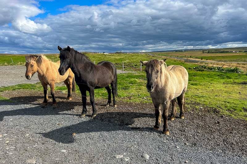 Things I Wish I Had Done in Iceland 4 Three horses stand on a gravel path in a grassy, open landscape under a partly cloudy sky—capturing the serene beauty you might experience during 10 days in Iceland.
