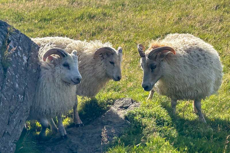 Things to Know Before Going to Iceland 7 Three sheep with thick, curly white wool and curved horns stand on grassy terrain next to a large rock—just the kind of scene you might spot when going to Iceland, as sunlight casts shadows on the lush green grass around them.