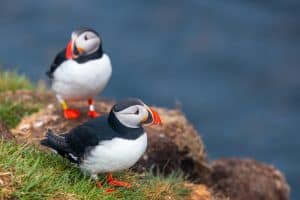 Things I Wish I Had Done in Iceland 44 Two Atlantic puffins with black and white feathers and orange beaks stand on grassy, rocky terrain near the edge of a cliff, with the blue sea blurred in the background.