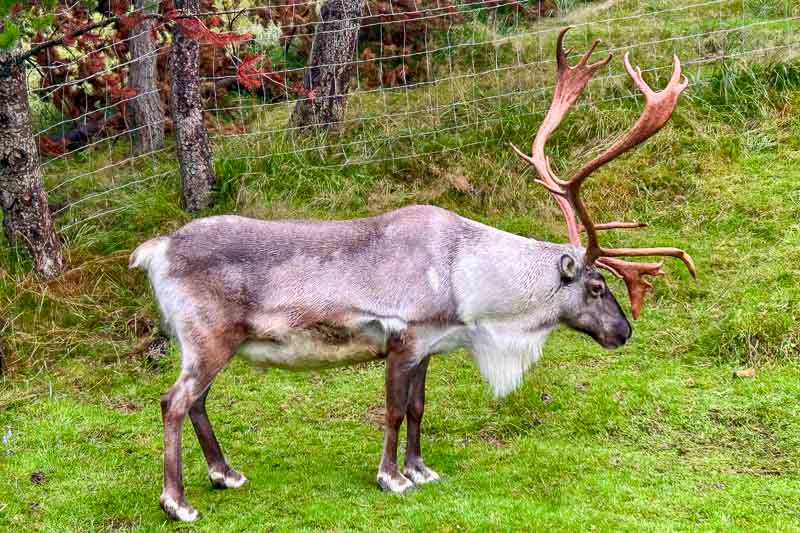 10 Days in Iceland: Our Real Itinerary 27 A reindeer with large antlers stands on green grass near a wire fence and trees, capturing the wild beauty you might see during 10 days in Iceland.