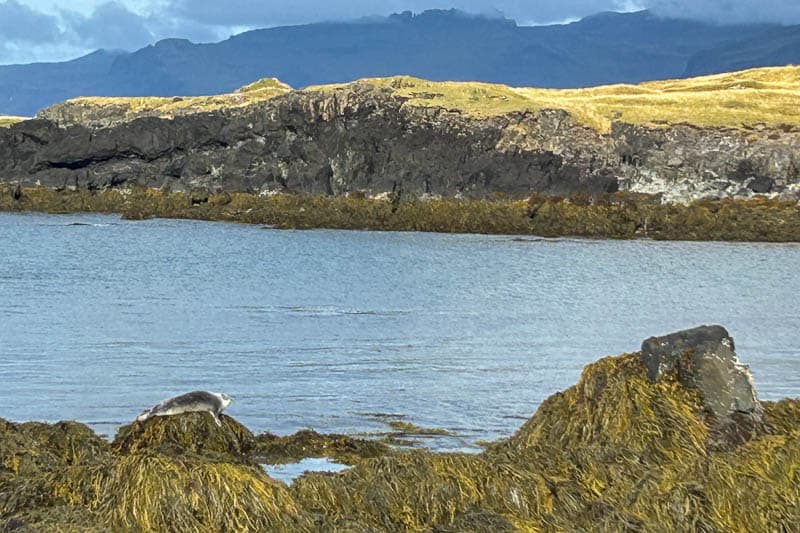 10 Days in Iceland: Our Real Itinerary 43 A seal rests on seaweed-covered rocks by the shoreline with hills and a cloudy sky in the background—just one of many breathtaking sights you might encounter during 10 days in Iceland.