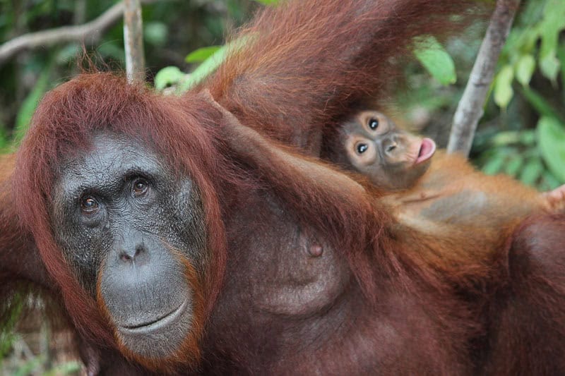 Borneo Group Tour Itinerary (12 Days) - Hosted Small Group Travel 7 An adult orangutan with reddish-brown fur looks towards the camera while a baby orangutan clings to its side, peeking out with its mouth open. Green leaves and branches are visible in the background.