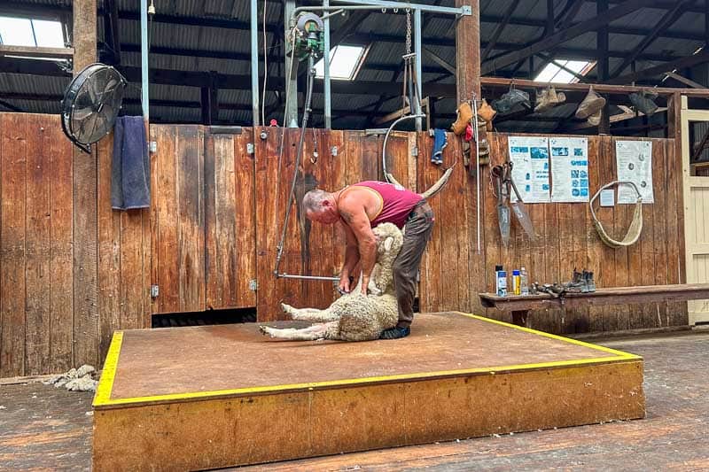 13 Things to Do in Hay, NSW 6 A person in a red vest is shearing a sheep on a raised wooden platform inside a barn. Various tools hang on the walls, and a fan, equipment, and posters are visible in the background.