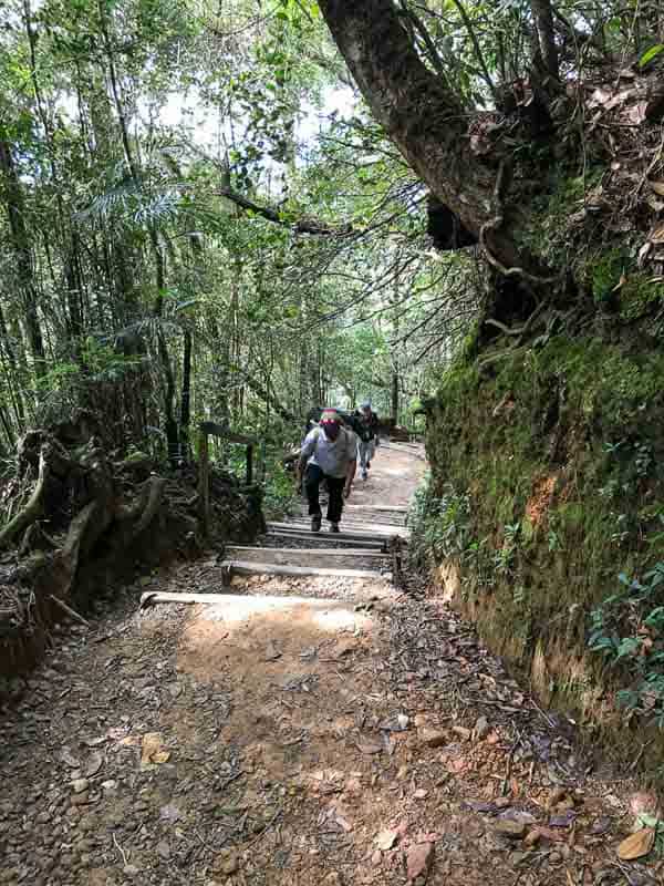 Climbing Mount Kinabalu 4 Two hikers climb wooden steps on a path through a dense forest.